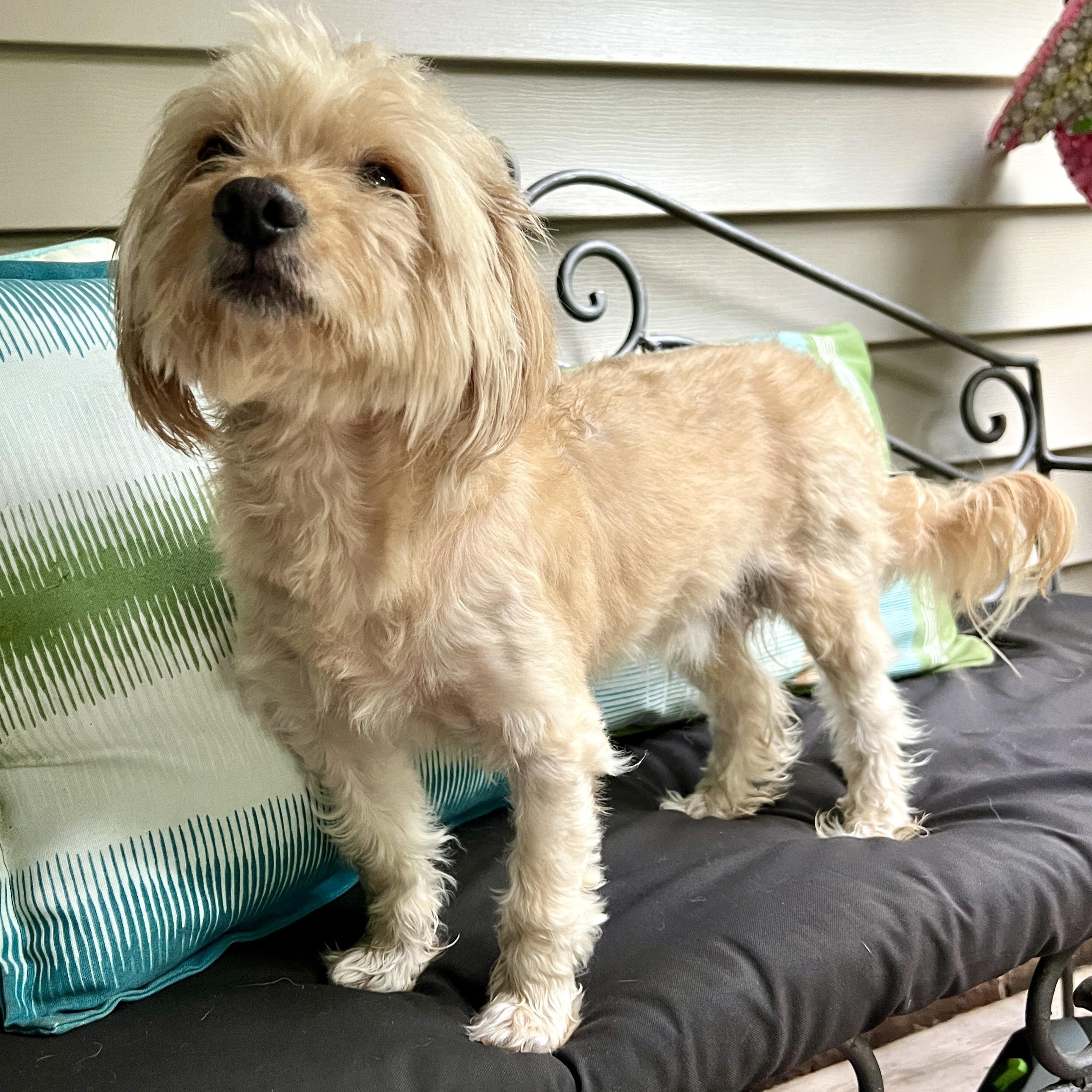 Bernie, an adoptable mixed breed in High Point, NC image 3/4