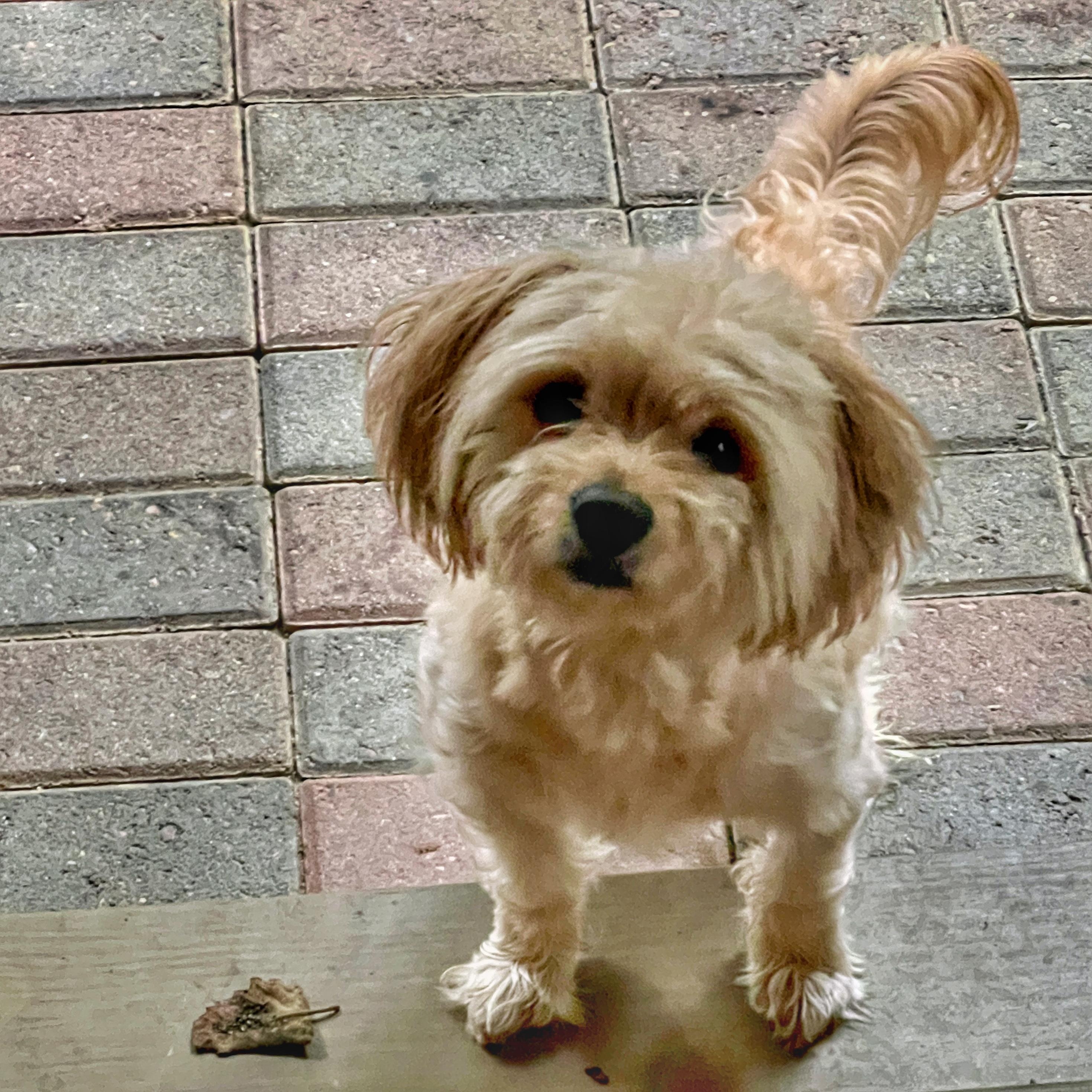 Bernie, adoptable, Adult Male Maltese & Poodle.