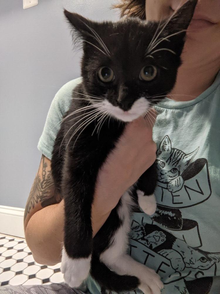 Clark BONDED PAIR with Rita *Featured at Petco in Columbia, MD*, a Adopted Domestic Short Hair in catonsville , MD image 1/6