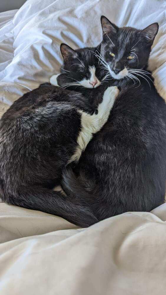 Clark BONDED PAIR with Rita *Featured at Petco in Columbia, MD*, a Adopted Domestic Short Hair in catonsville , MD image 2/6