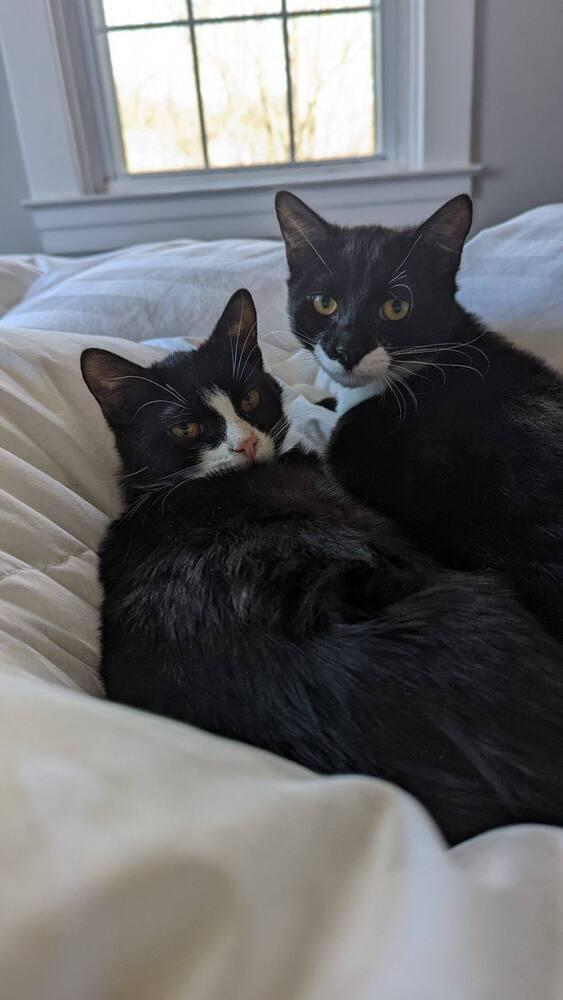 Clark BONDED PAIR with Rita *Featured at Petco in Columbia, MD*, a Adopted Domestic Short Hair in catonsville , MD image 3/6