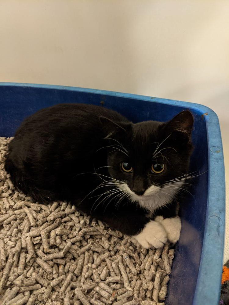 Clark BONDED PAIR with Rita *Featured at Petco in Columbia, MD*, a Adopted Domestic Short Hair in catonsville , MD image 4/6