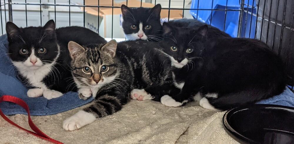 Clark BONDED PAIR with Rita *Featured at Petco in Columbia, MD*, a Adopted Domestic Short Hair in catonsville , MD image 5/6