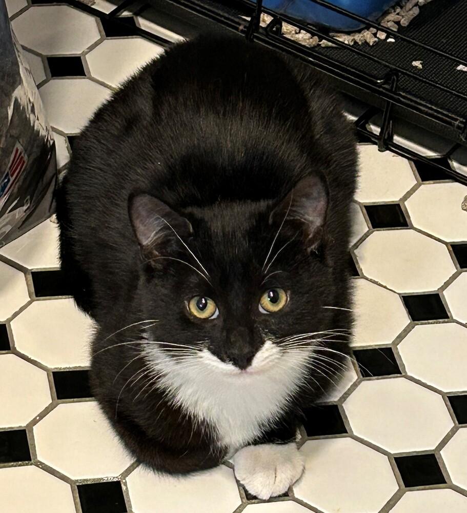 Clark BONDED PAIR with Rita *Featured at Petco in Columbia, MD*, a Adopted Domestic Short Hair in catonsville , MD image 6/6