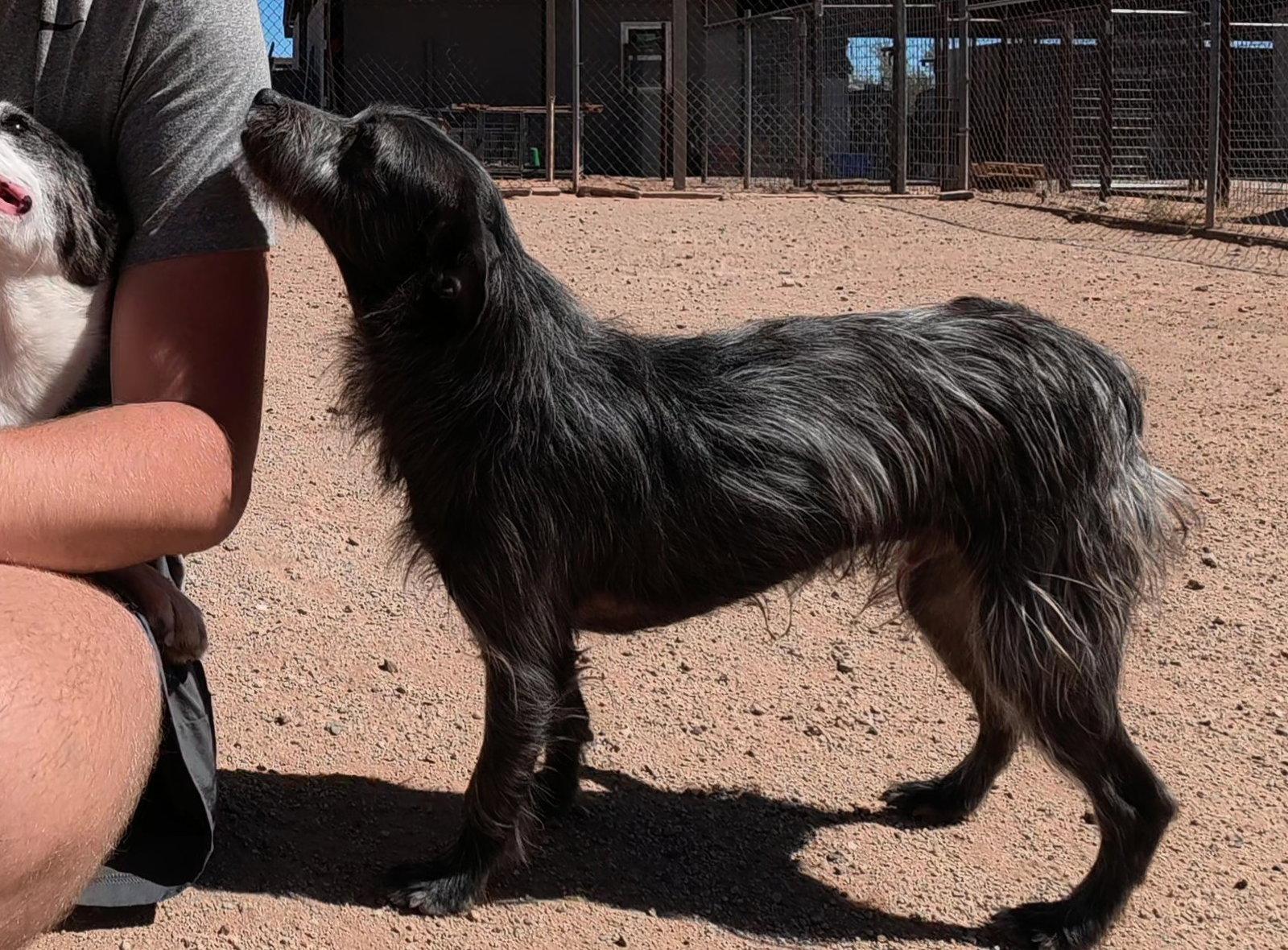 Turbo, Adoptable, Adult Male Terrier.