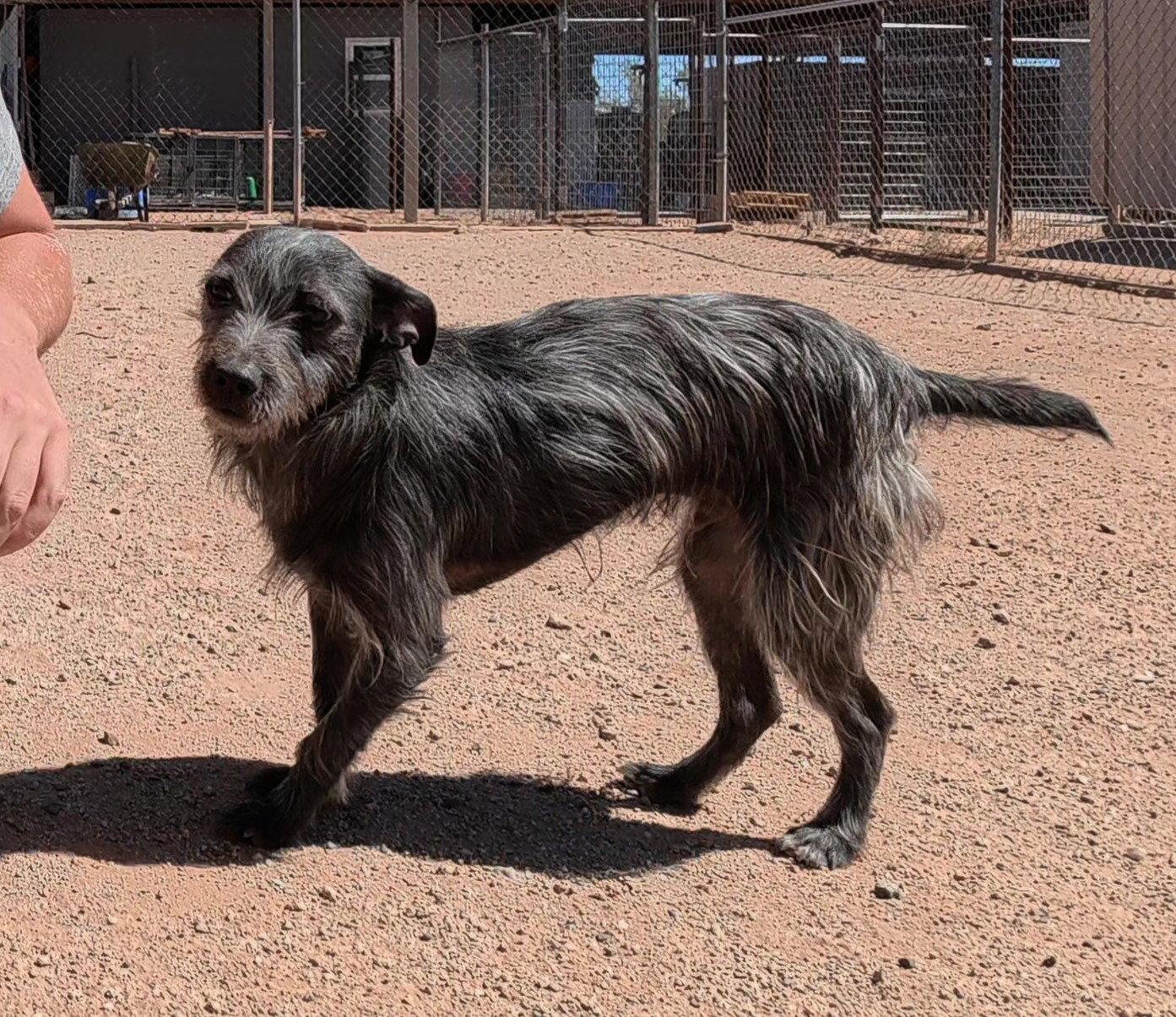 Enlarge Turbo, a Adoptable Terrier in Queen Creek, AZ image 2/3