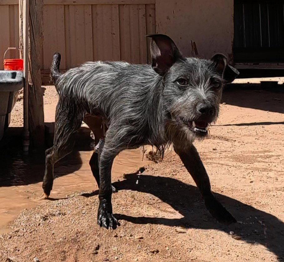 Enlarge Turbo, a Adoptable Terrier in Queen Creek, AZ image 3/3