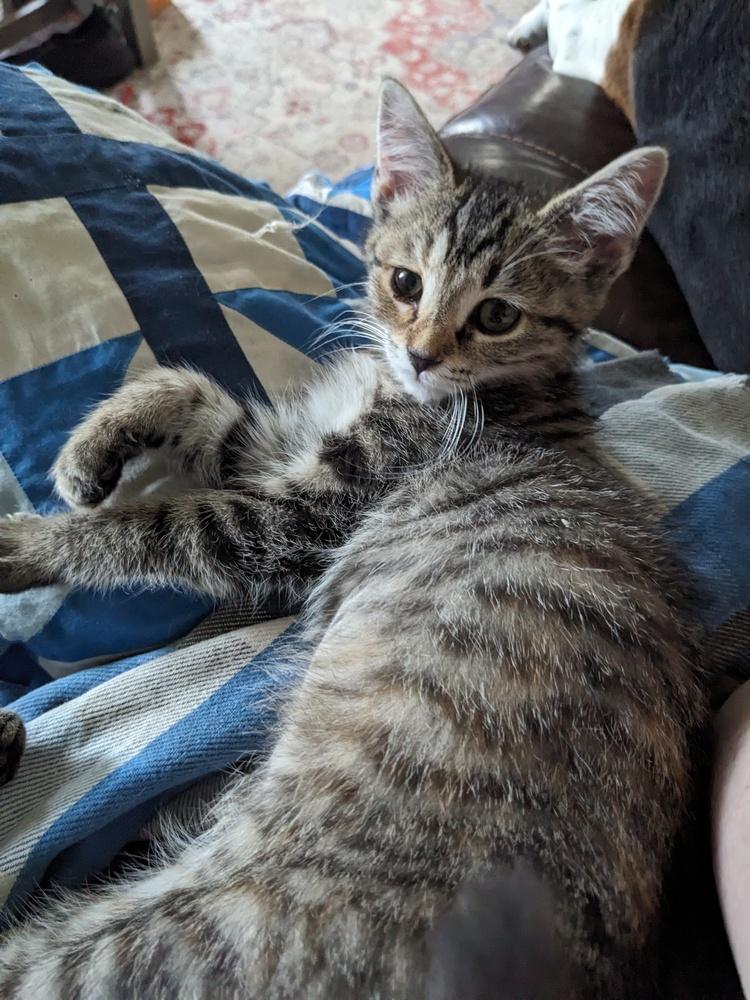 Enlarge Sporty Spice, a Adoptable Domestic Short Hair in Lewisburg, TN image 1/1