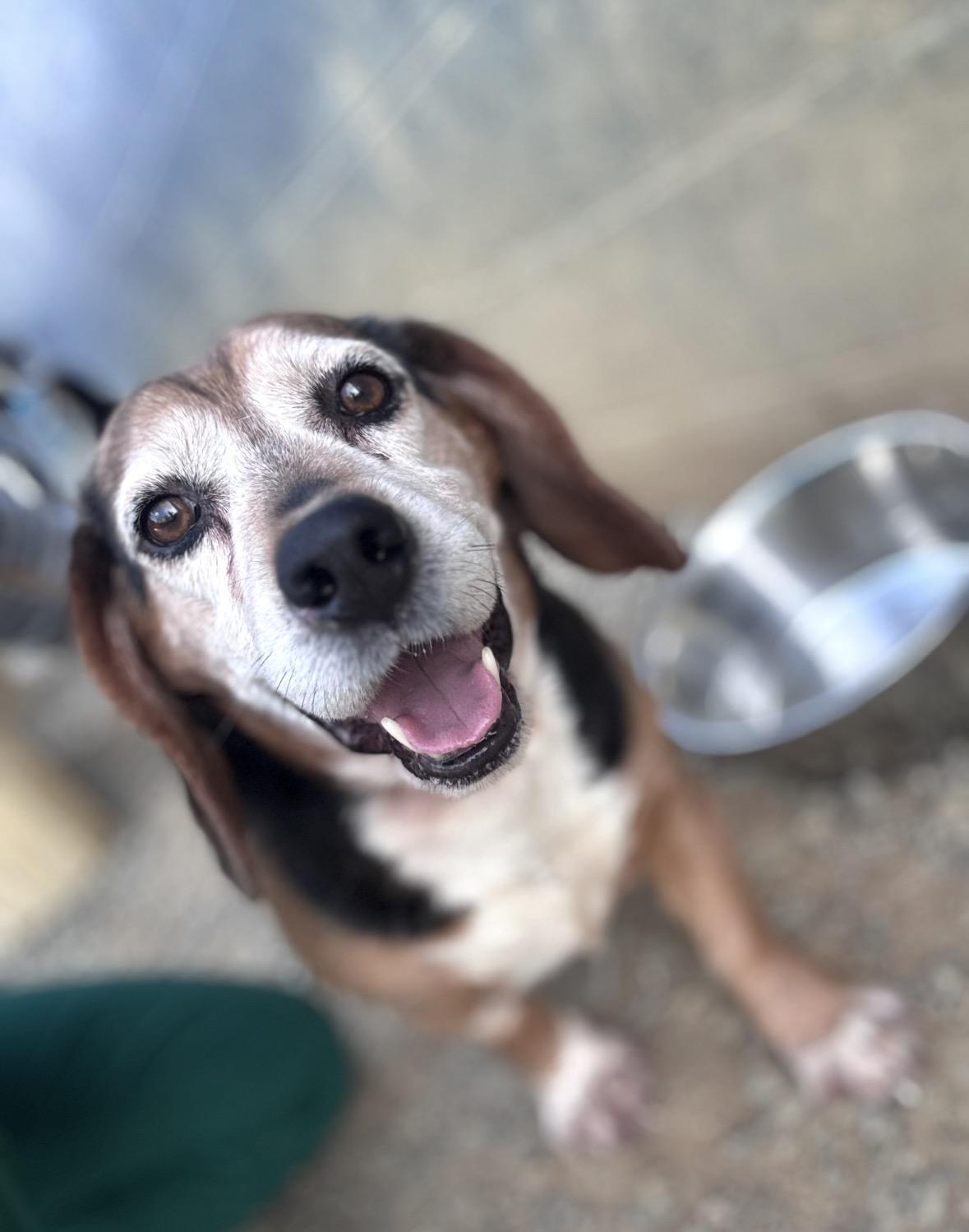 Thor, an adopted Beagle in Asheville, NC image 2/2