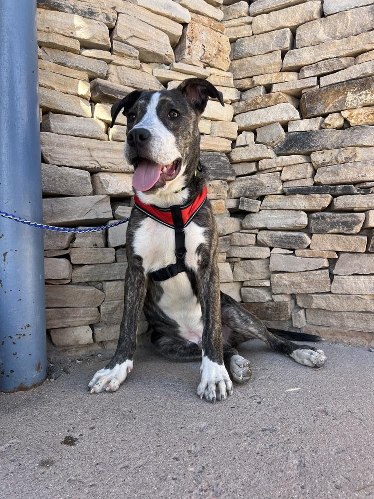 Enlarge Benny, a Adoptable mixed breed in Denver, CO image 1/6