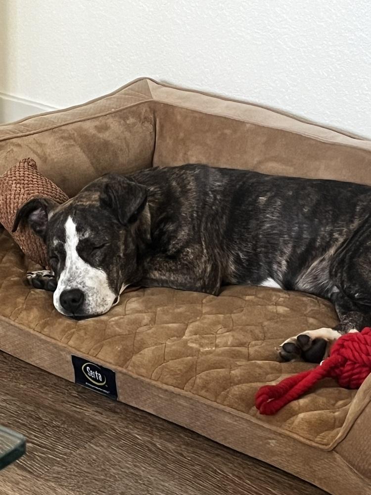 Enlarge Benny, a Adoptable mixed breed in Denver, CO image 4/6