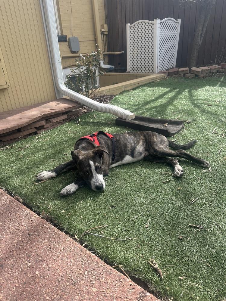 Enlarge Benny, a Adoptable mixed breed in Denver, CO image 5/6