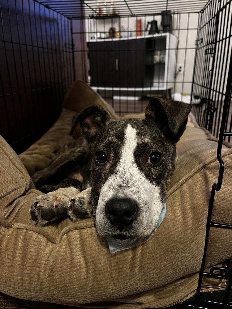 Enlarge Benny, a Adoptable mixed breed in Denver, CO image 6/6