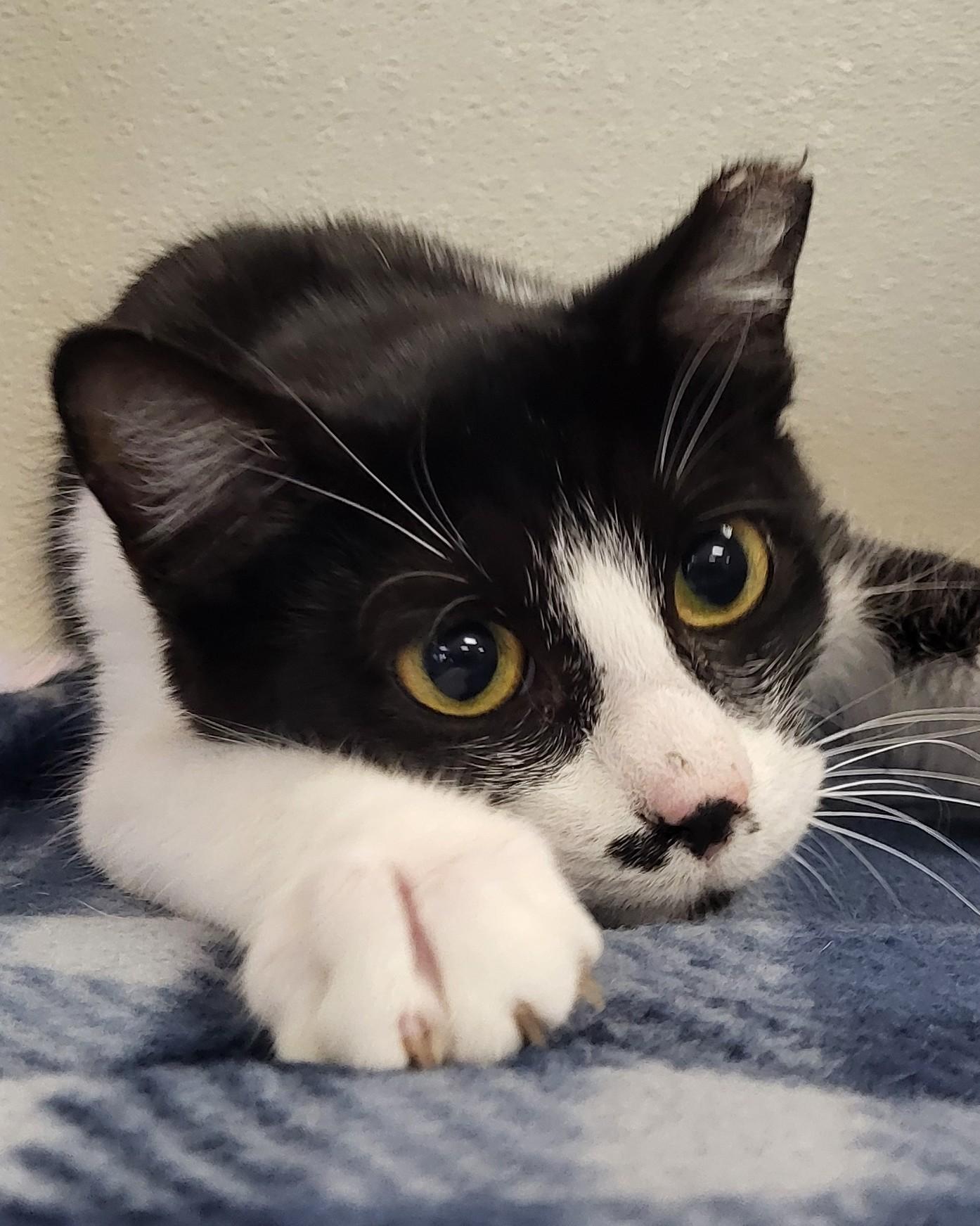 Enlarge Pooka, an adopted Domestic Short Hair in Grayslake, IL image 3/4