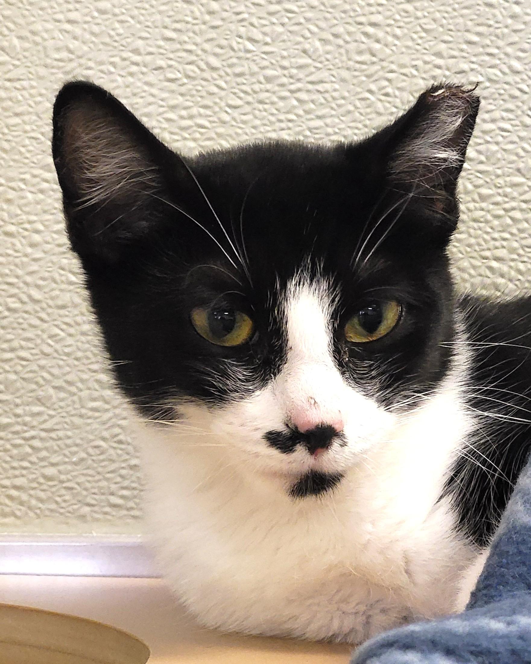 Enlarge Pooka, an adopted Domestic Short Hair in Grayslake, IL image 2/4