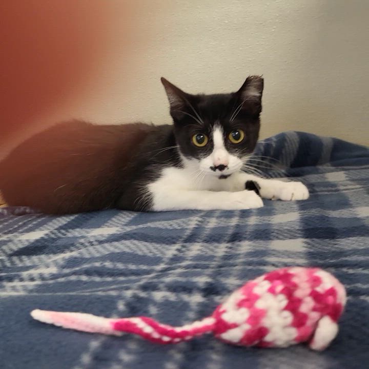 Enlarge Pooka, an adopted Domestic Short Hair in Grayslake, IL video 4/4