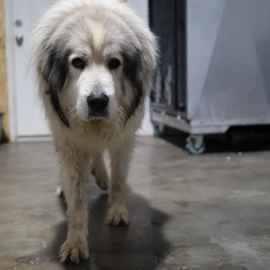 Enlarge Cedar, a Adoptable Great Pyrenees in Othello, WA image 1/6