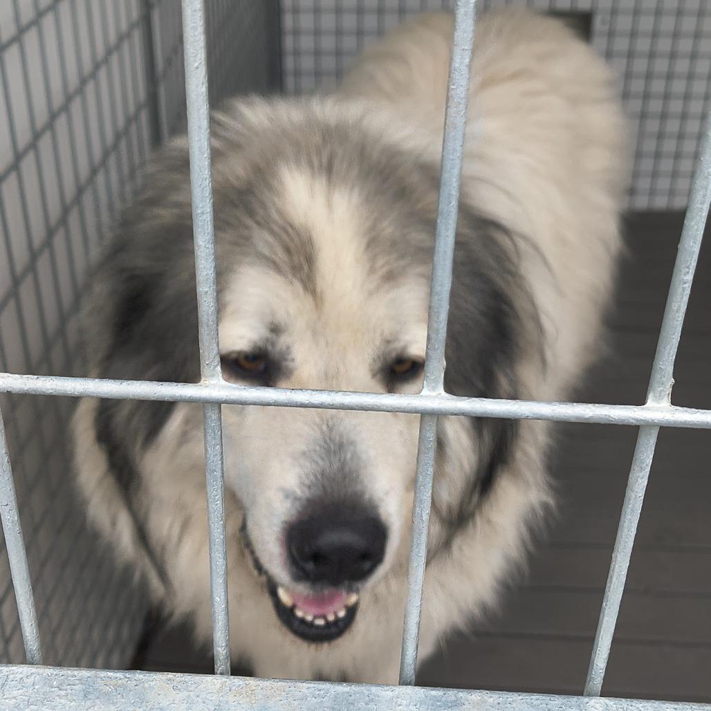 Enlarge Cedar, a Adoptable Great Pyrenees in Othello, WA image 2/6