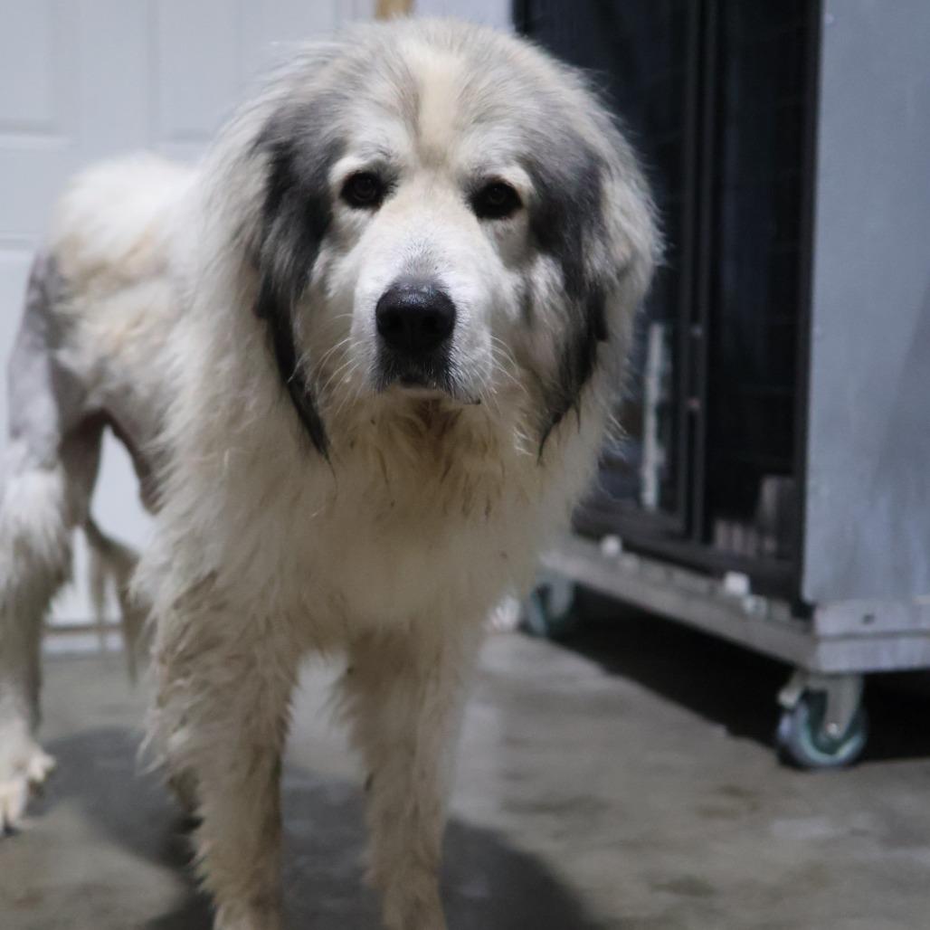 Enlarge Cedar, a Adoptable Great Pyrenees in Othello, WA image 3/6