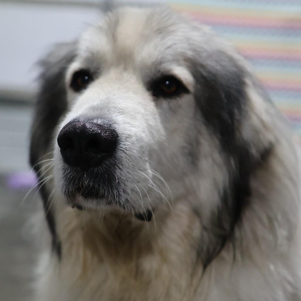 Enlarge Cedar, a Adoptable Great Pyrenees in Othello, WA image 4/6