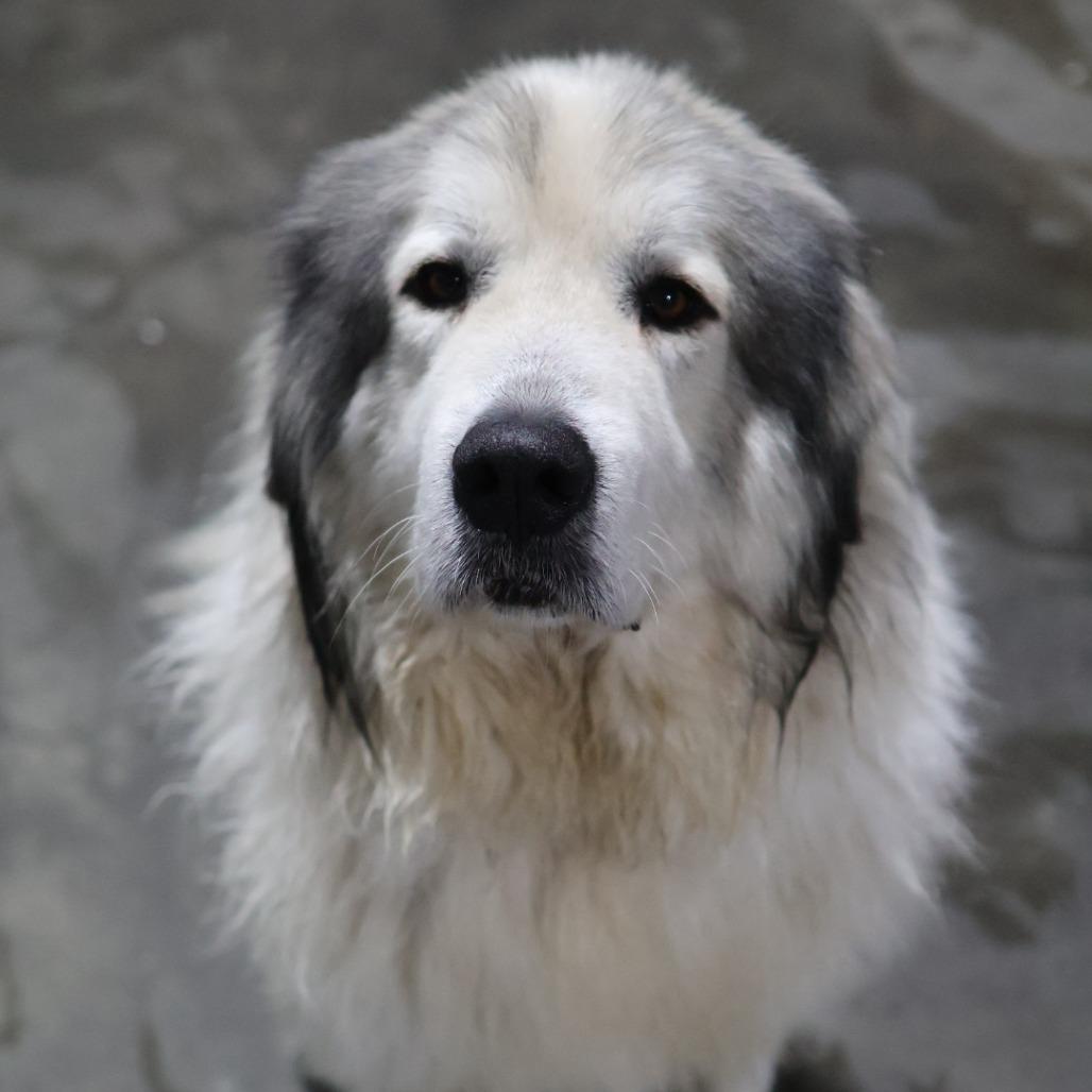 Enlarge Cedar, a Adoptable Great Pyrenees in Othello, WA image 5/6