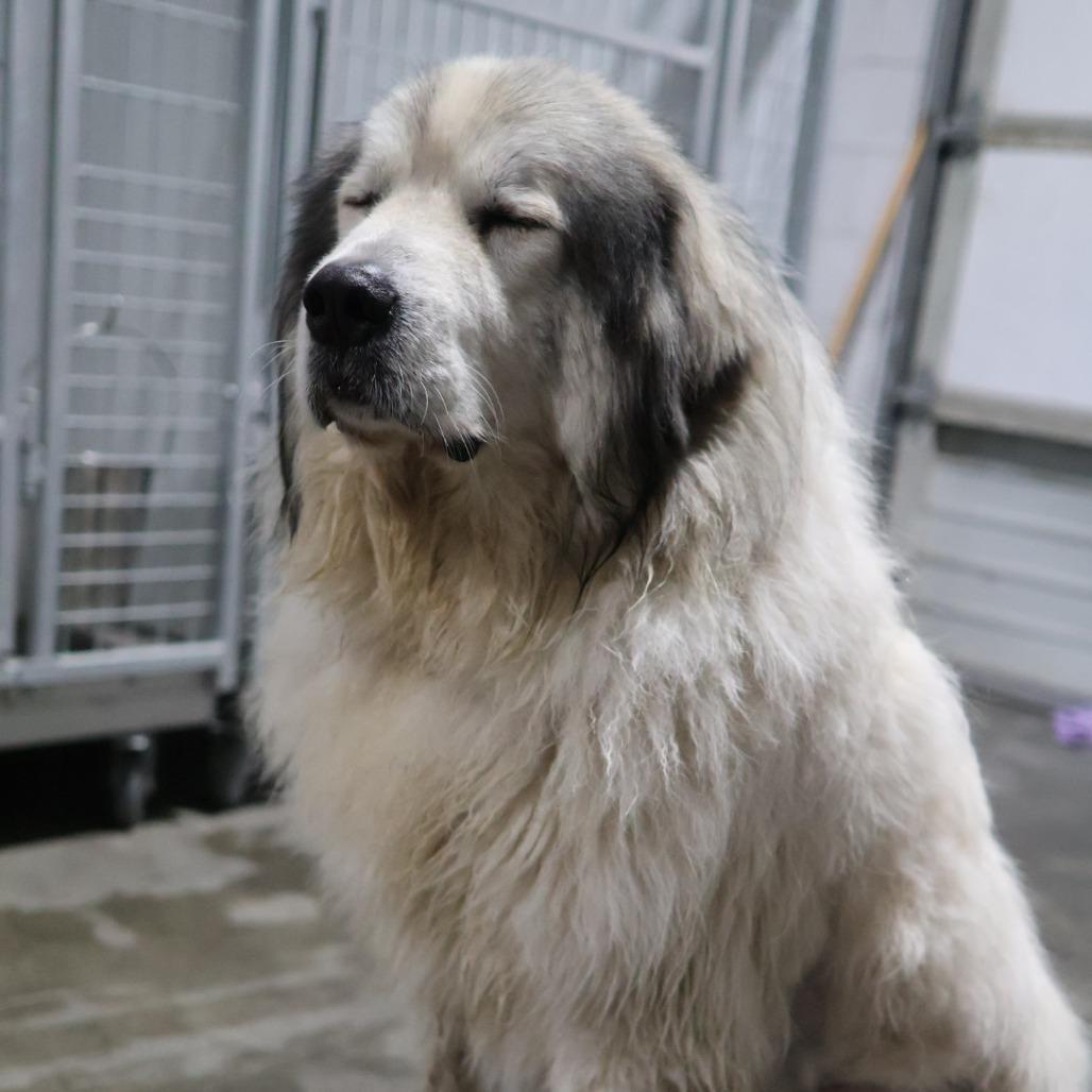 Enlarge Cedar, a Adoptable Great Pyrenees in Othello, WA image 6/6