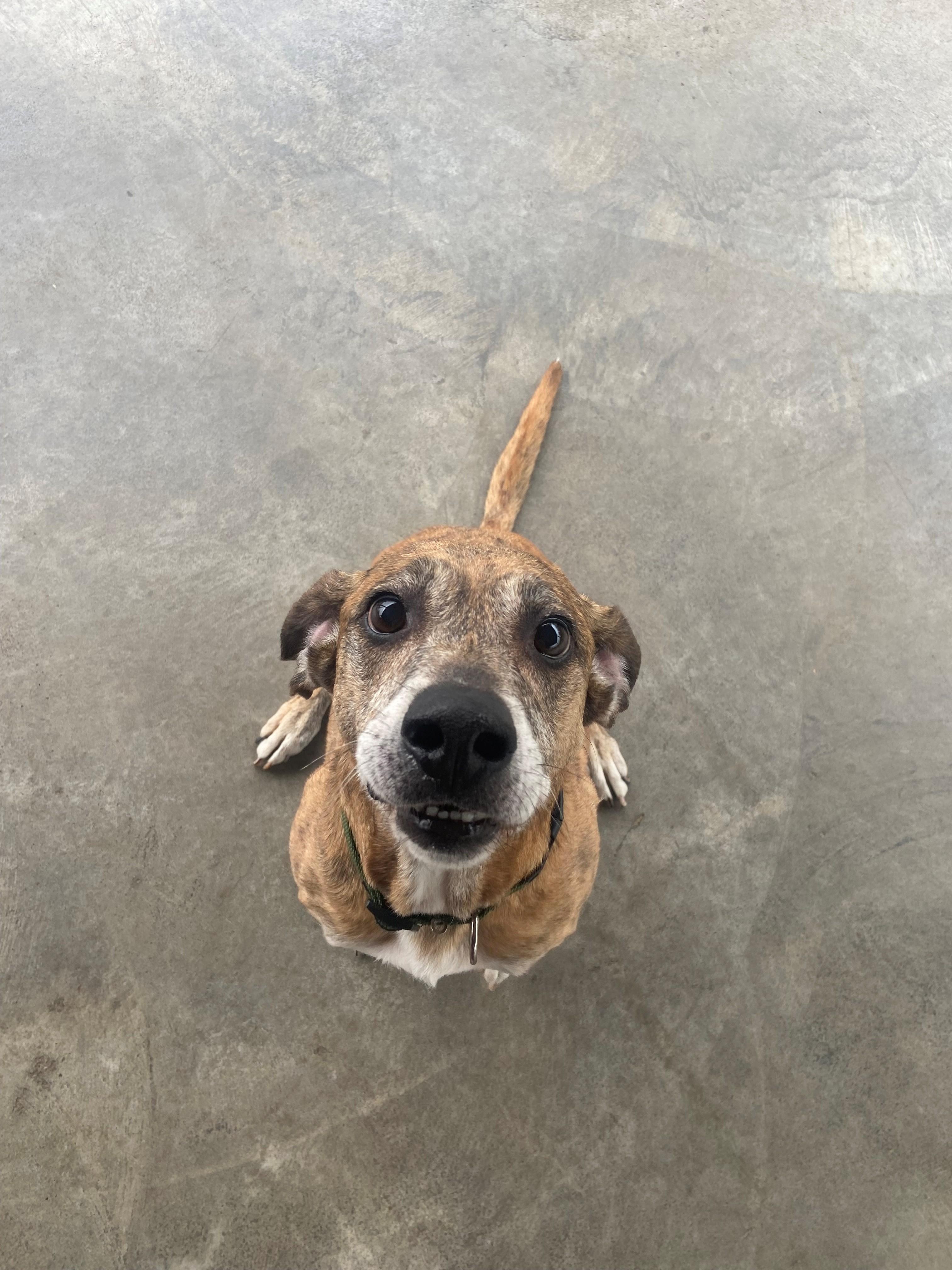 Bailey, ADOPTABLE, Senior Male Hound.
