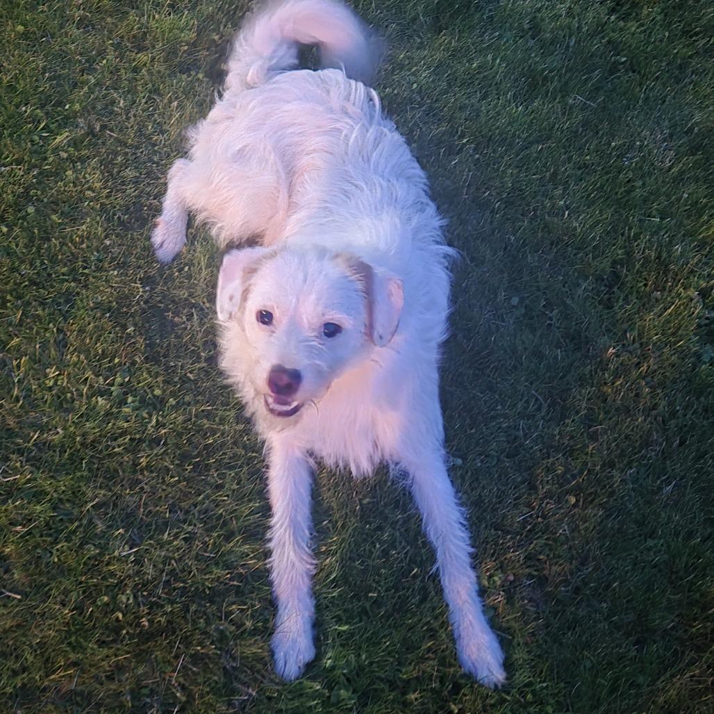 Zeus, a Adoptable mixed breed in Bellingham, WA image 1/3