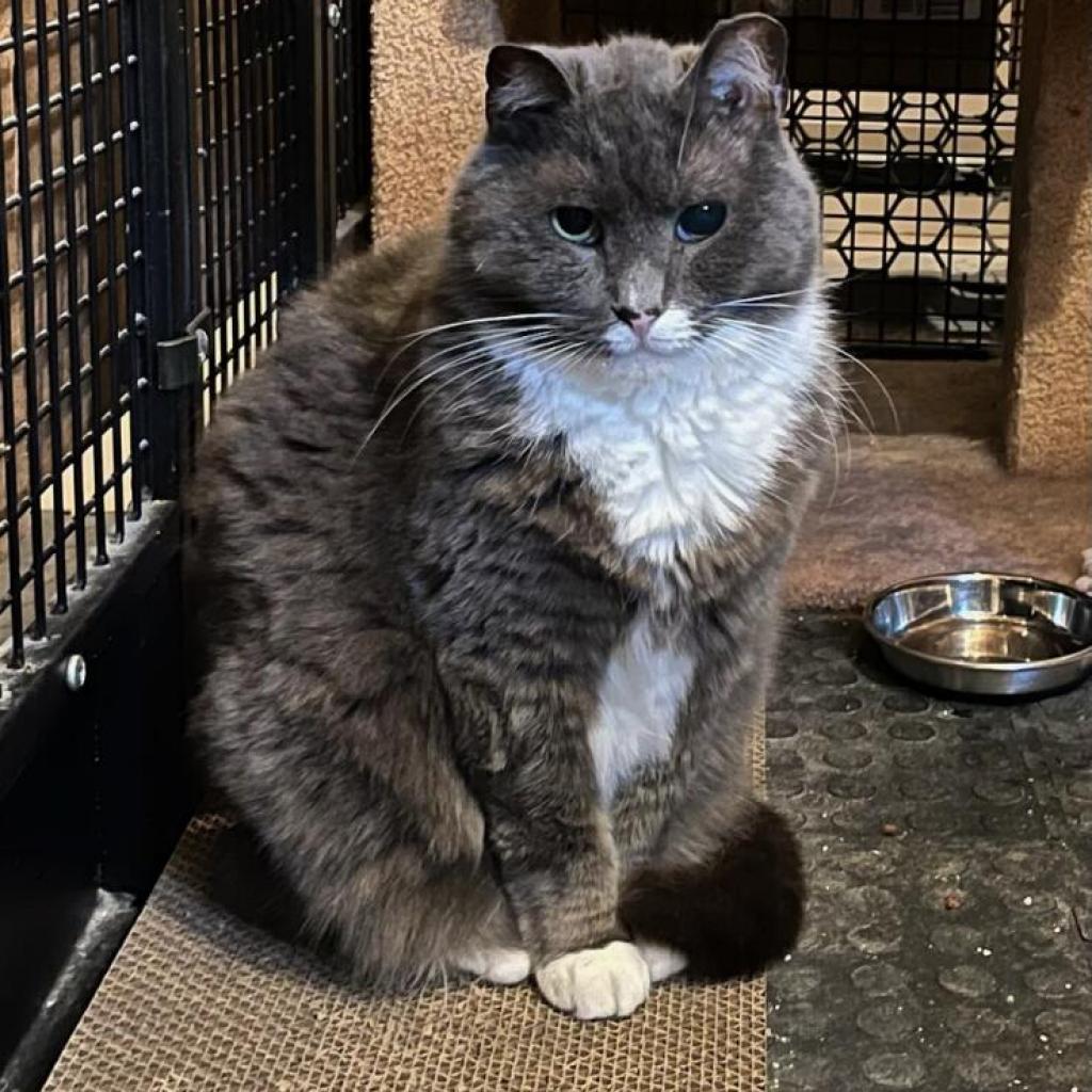 Enlarge Biff, a Adoptable Domestic Short Hair in Wakefield, MA image 1/6