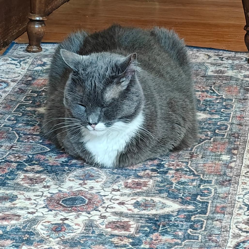 Enlarge Biff, a Adoptable Domestic Short Hair in Wakefield, MA image 3/6