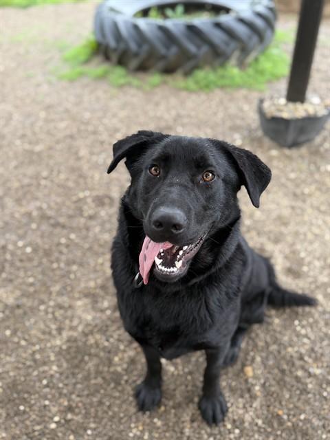 Enlarge ARCHER, a Adoptable mixed breed in Aliquippa, PA image 1/1