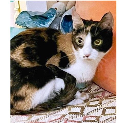 Bean, ADOPTABLE, Adult Female Calico.
