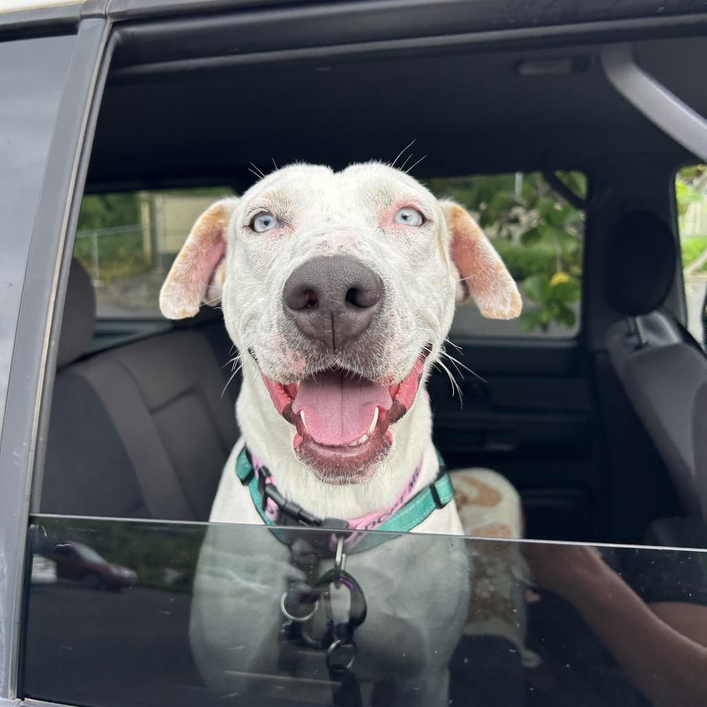 Jenny, Adoptable, Adult Female Mixed Breed.