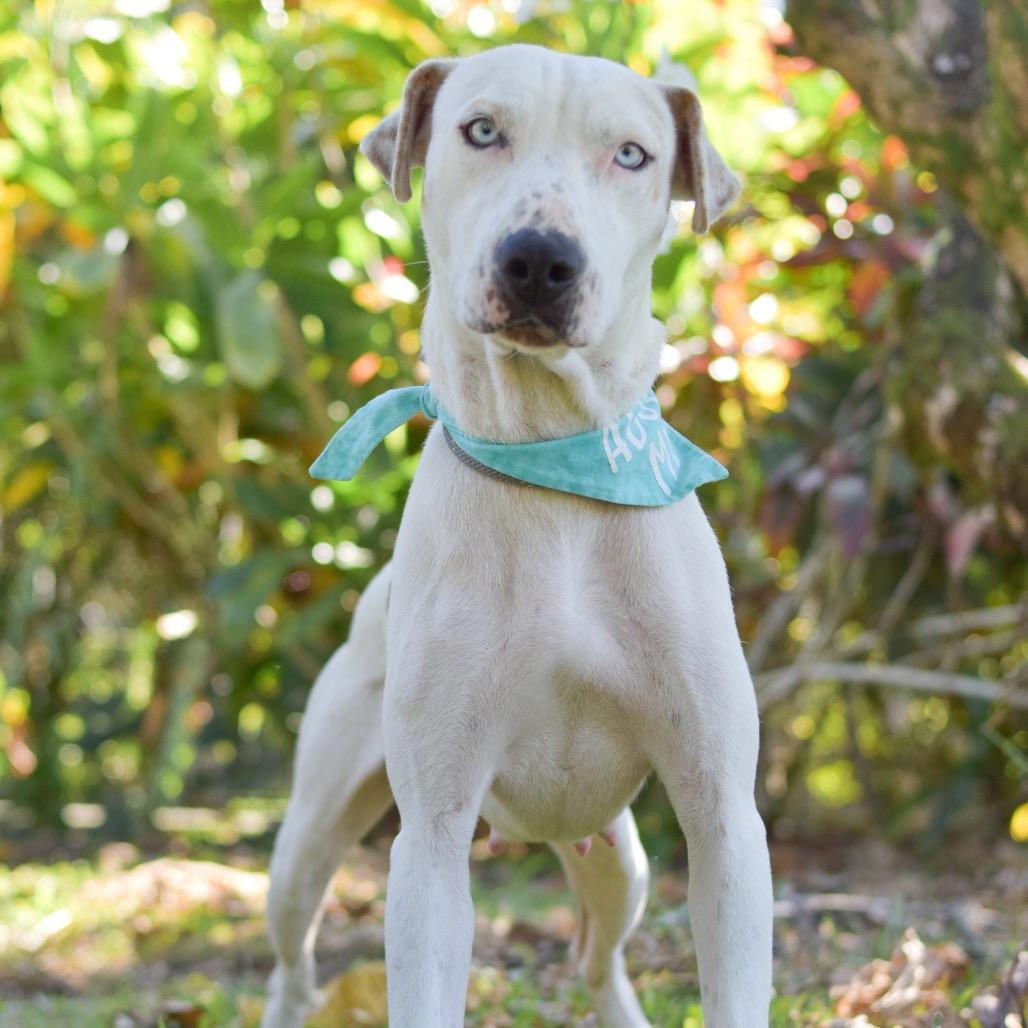 Enlarge Jenny, a Adoptable Mixed Breed in Kailua Kona, HI image 1/6