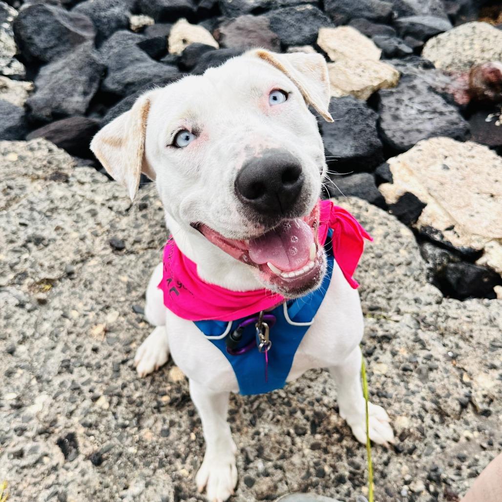 Enlarge Jenny, a Adoptable Mixed Breed in Kailua Kona, HI image 2/6