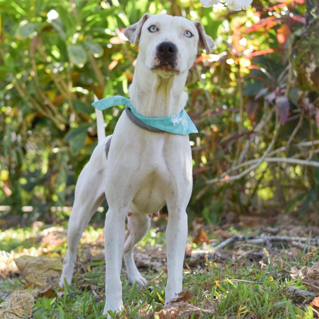 Enlarge Jenny, a Adoptable Mixed Breed in Kailua Kona, HI image 2/6