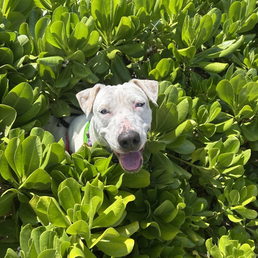 Enlarge Jenny, a Adoptable Mixed Breed in Kailua Kona, HI image 3/6