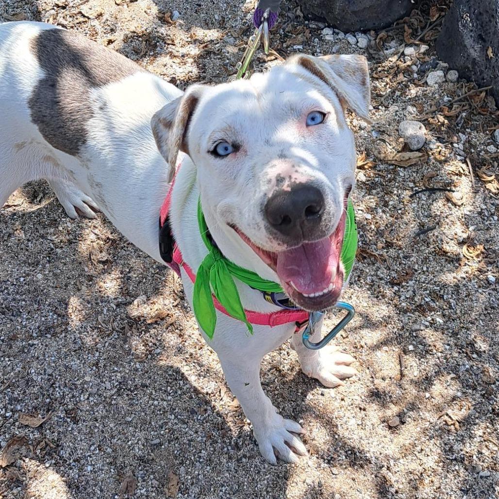 Enlarge Jenny, a Adoptable Mixed Breed in Kailua Kona, HI image 4/6