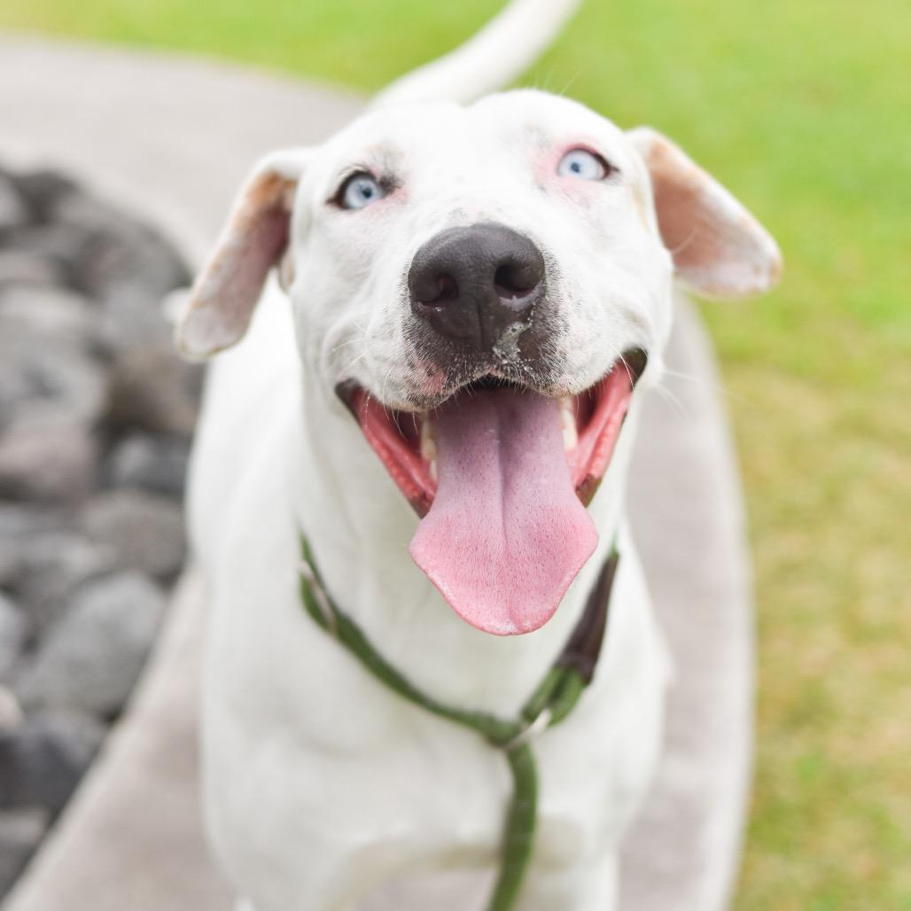 Jenny, a Adoptable Mixed Breed in Kailua Kona, HI image 4/6