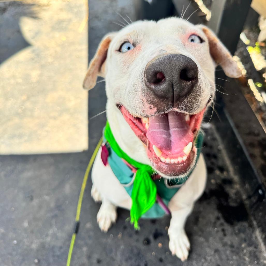 Jenny, a Adoptable Mixed Breed in Kailua Kona, HI image 4/6