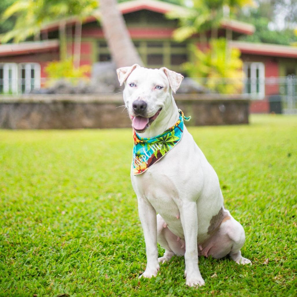 Enlarge Jenny, a Adoptable Mixed Breed in Kailua Kona, HI image 5/6