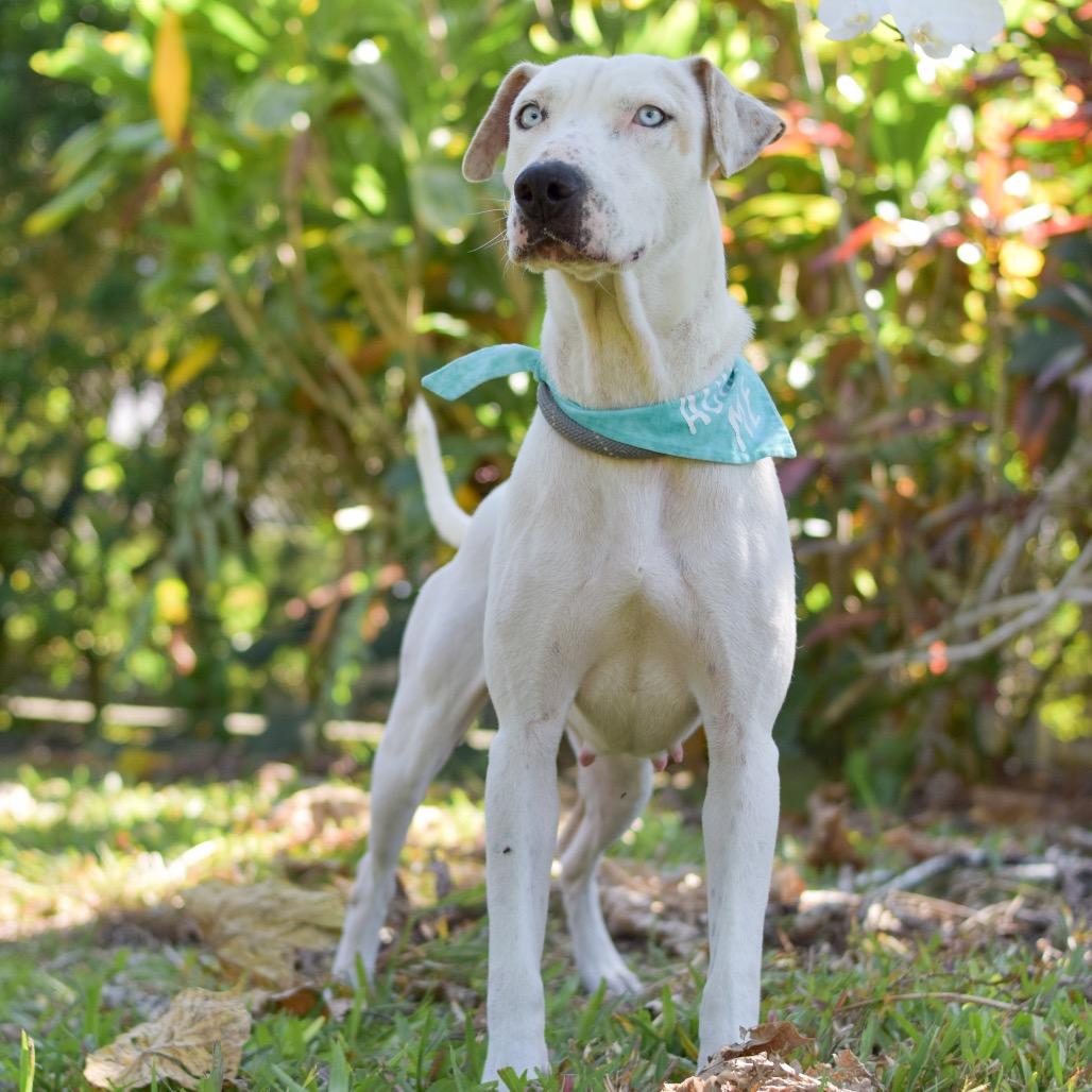 Enlarge Jenny, a Adoptable Mixed Breed in Kailua Kona, HI image 6/6