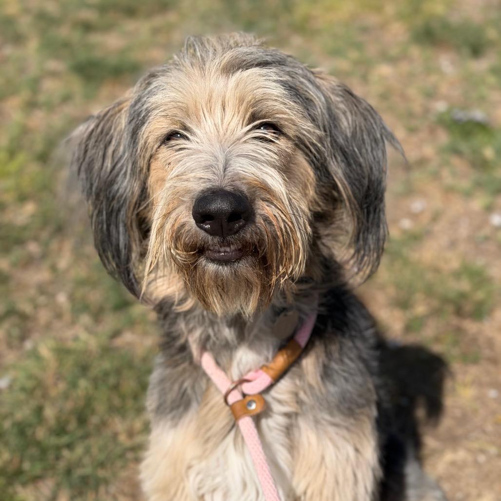 Enlarge Walter, a Adoptable mixed breed in Spanish Fork, UT image 1/4
