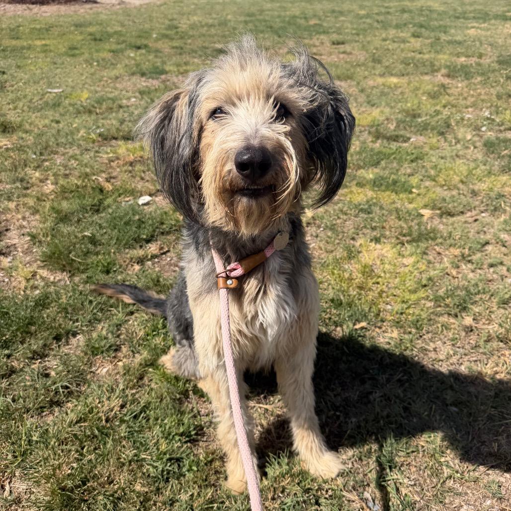 Enlarge Walter, a Adoptable mixed breed in Spanish Fork, UT image 2/4