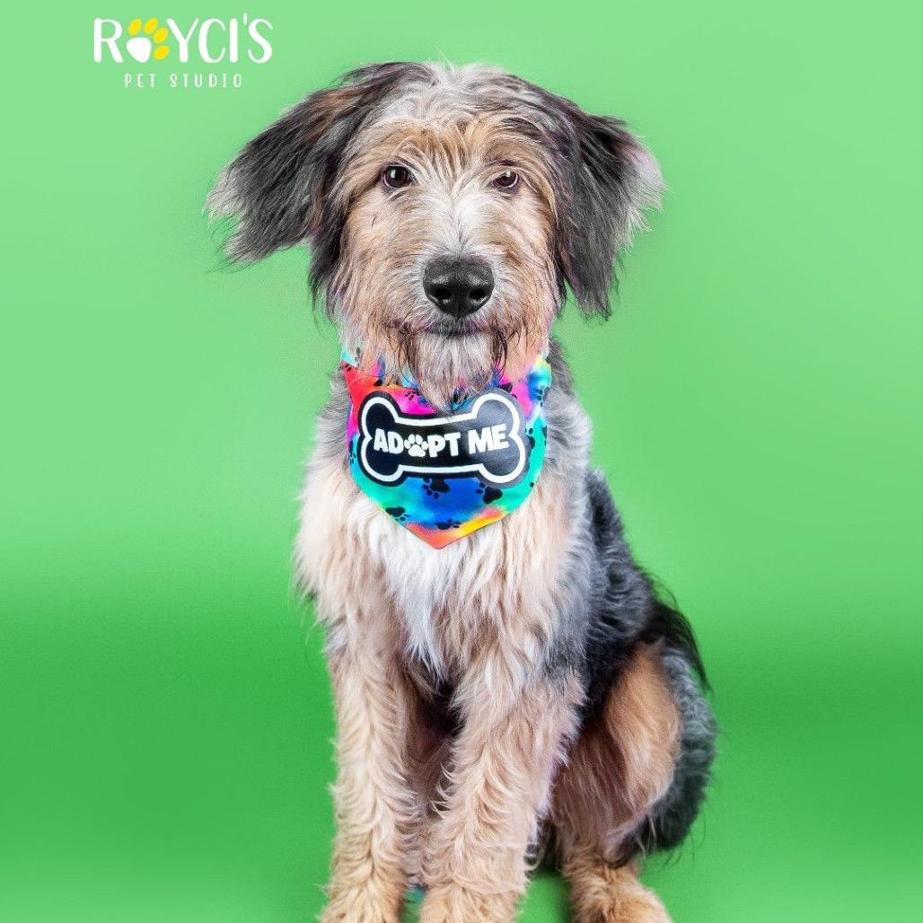Enlarge Walter, a Adoptable mixed breed in Spanish Fork, UT image 3/4
