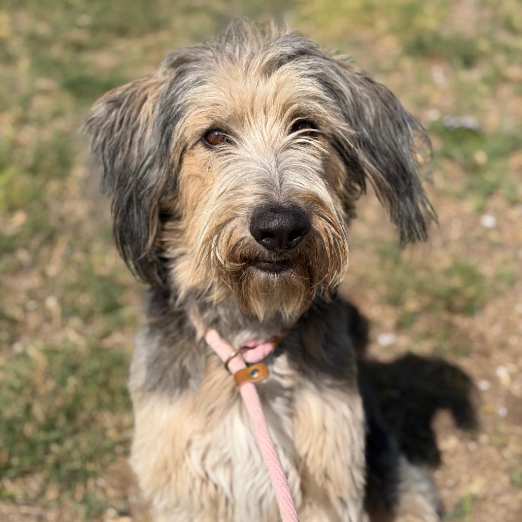 Enlarge Walter, a Adoptable mixed breed in Spanish Fork, UT image 4/4