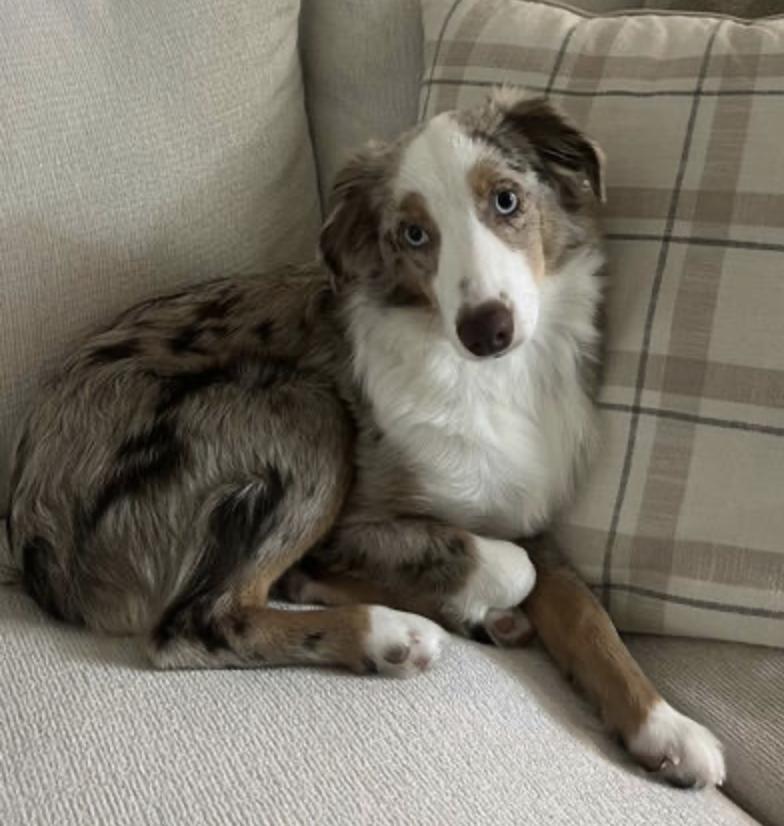 Enlarge Emerson (Emme), a Adoptable Australian Shepherd in Arlington, TX image 1/2