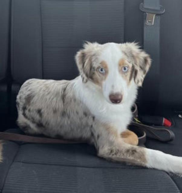 Enlarge Emerson (Emme), a Adoptable Australian Shepherd in Arlington, TX image 2/2