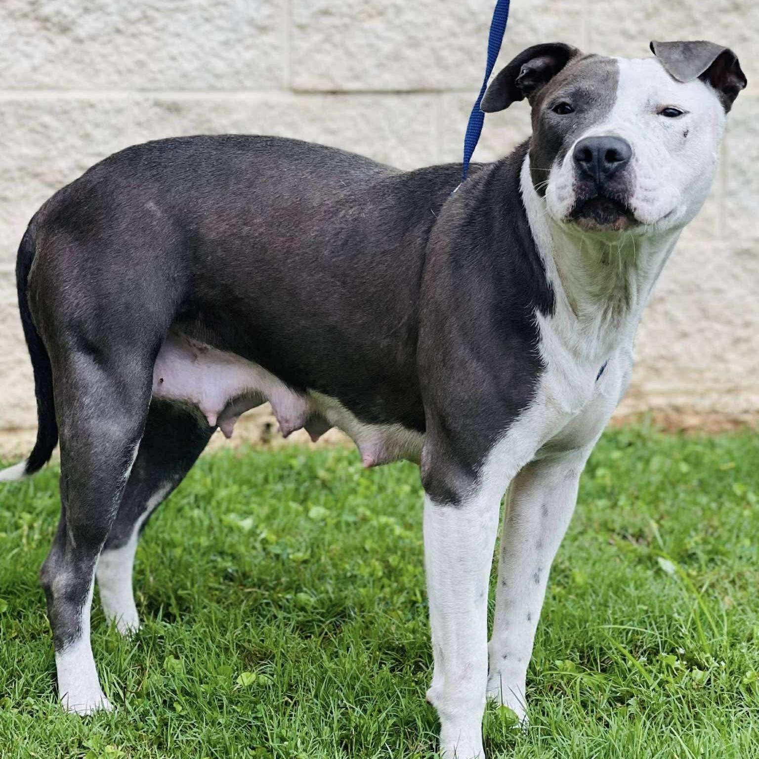Hollie, a Adoptable mixed breed in Boothbay, ME image 6/6