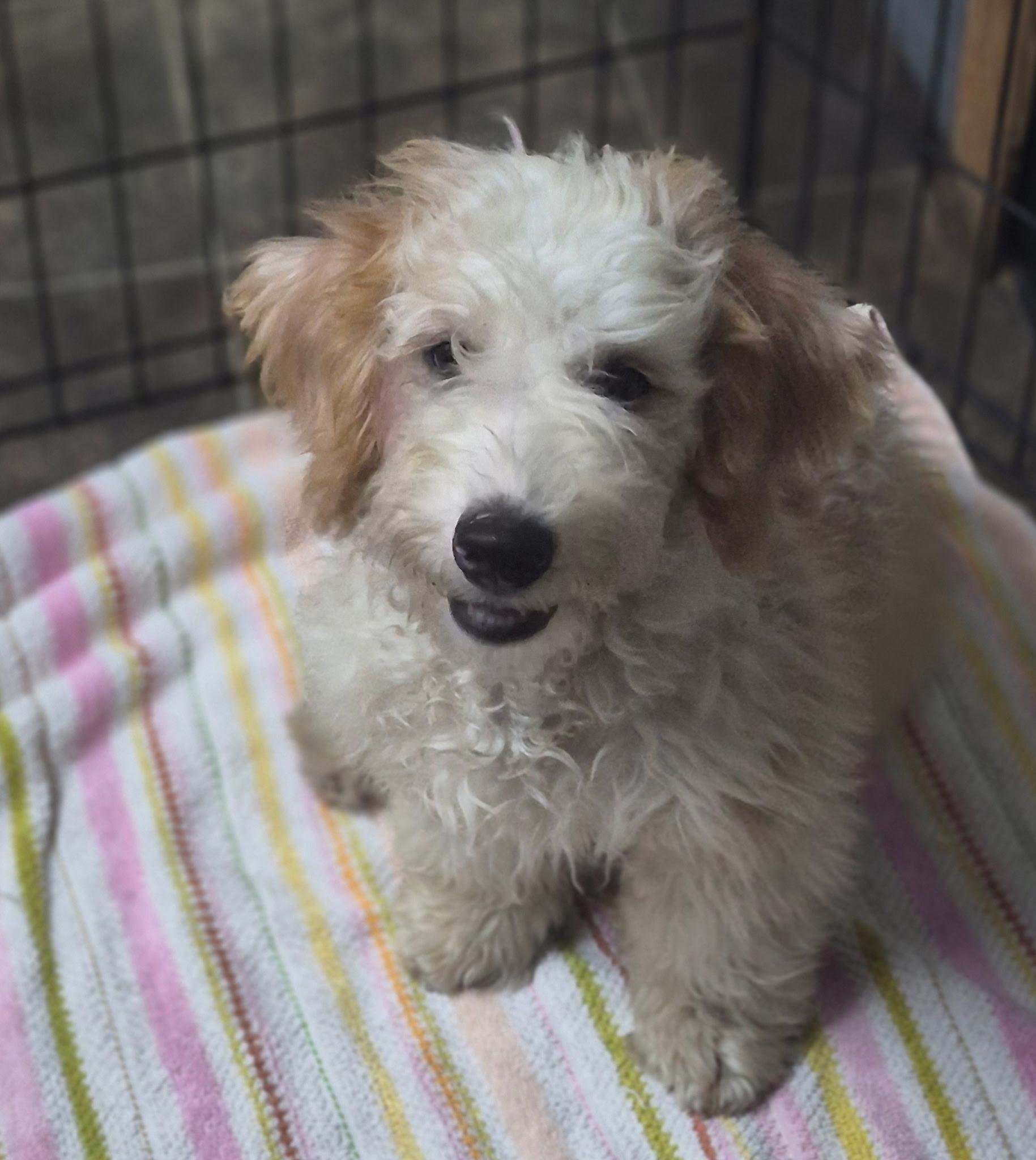 Enlarge Oliver, a Adopted mixed breed in Los Angeles, CA image 4/4
